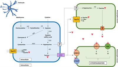 Taurine and Astrocytes: A Homeostatic and Neuroprotective Relationship